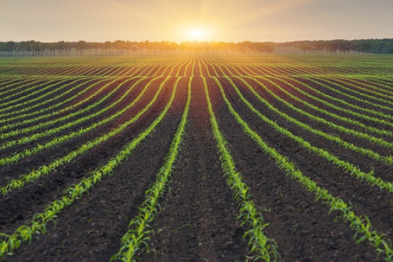 Licenciatura em Engenharia Agronómica